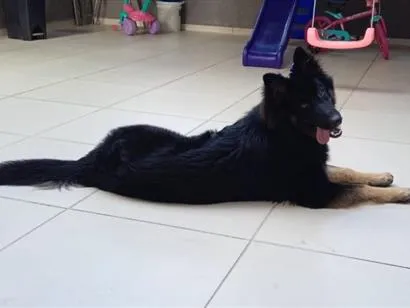 Cachorro raça Pastor Alemão idade 2 anos nome Raika