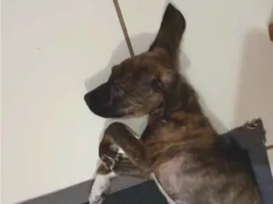 Cachorro raça SRD-ViraLata idade 2 a 6 meses nome Capivara
