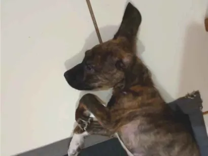 Cachorro raça SRD-ViraLata idade 2 a 6 meses nome Capivara