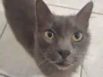 Maya