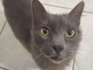 Gato raça SRD-ViraLata idade 2 anos nome Maya
