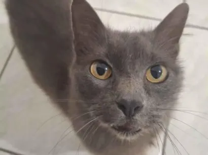 Gato raça SRD-ViraLata idade 2 anos nome Maya
