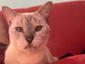 Gato raça SRD-ViraLata idade 2 anos nome Xaninha 