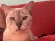 Xaninha