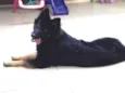 Raika