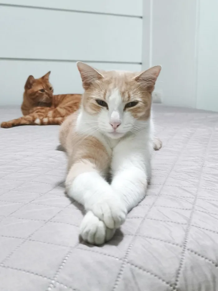 Gato raça SRD-ViraLata idade 2 anos nome calebe