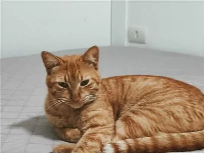 Gato raça SRD-ViraLata idade 2 anos nome Josué 
