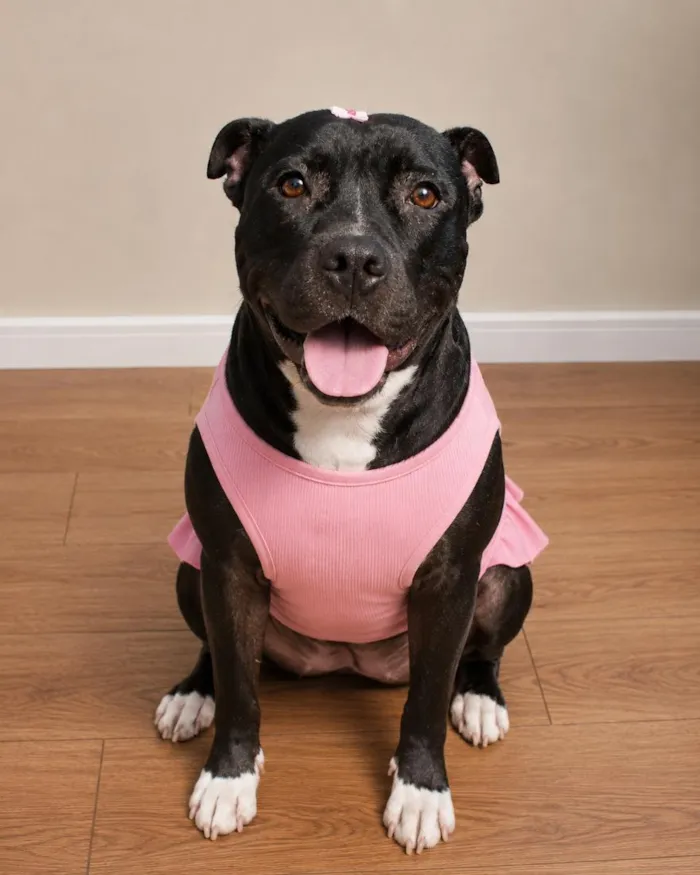 Cachorro raça Pit-Bull idade 3 anos nome vick 