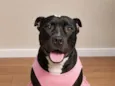 vick 