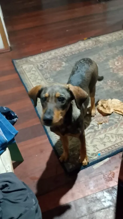 Cachorro raça SRD-ViraLata idade 2 a 6 meses nome Pitchuca 