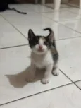 Bibi 