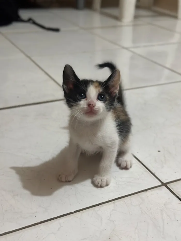 Gato raça Siamês idade Abaixo de 2 meses nome Bibi 