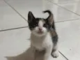 Bibi 