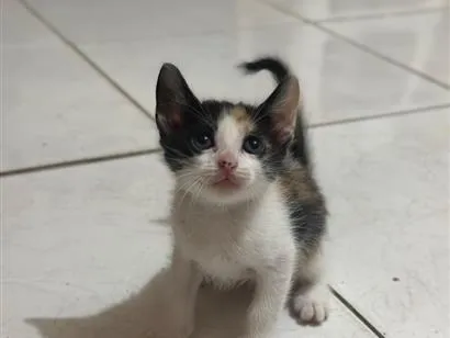 Gato raça Siamês idade Abaixo de 2 meses nome Bibi 