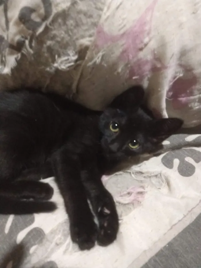 Gato raça SRD-ViraLata idade 2 a 6 meses nome Será nomeado pelo adotante.