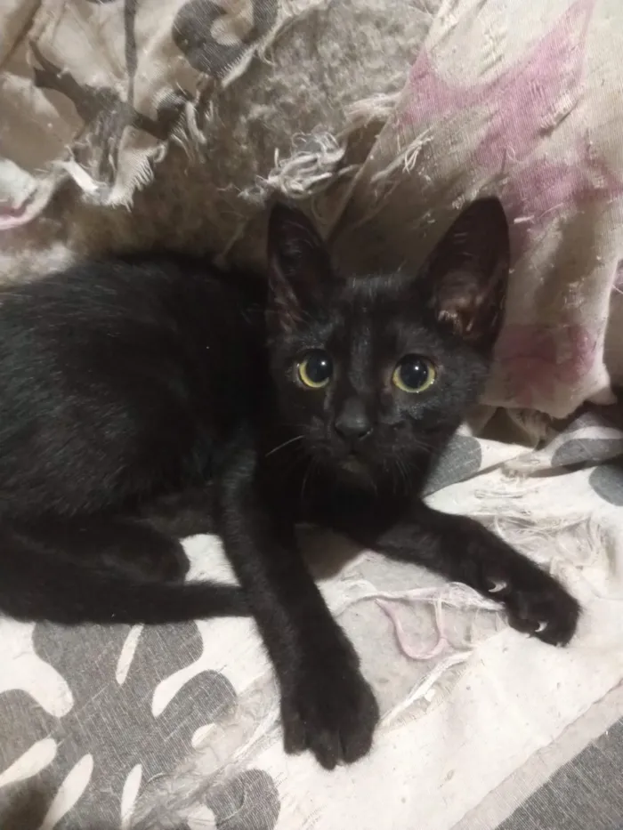 Gato raça SRD-ViraLata idade 2 a 6 meses nome Será nomeado pelo adotante.