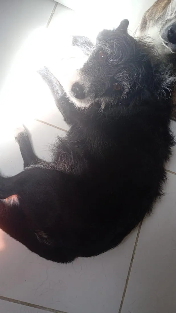 Cachorro raça SRD-ViraLata idade 6 ou mais anos nome ju e dora
