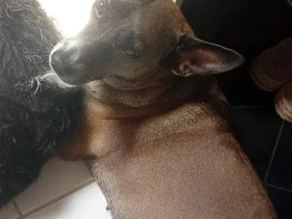 Cachorro raça SRD-ViraLata idade 6 ou mais anos nome ju e dora
