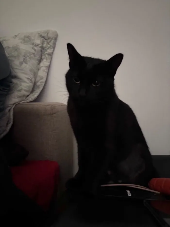 Gato raça SRD-ViraLata idade 2 anos nome Legbara