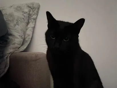 Gato raça SRD-ViraLata idade 2 anos nome Legbara