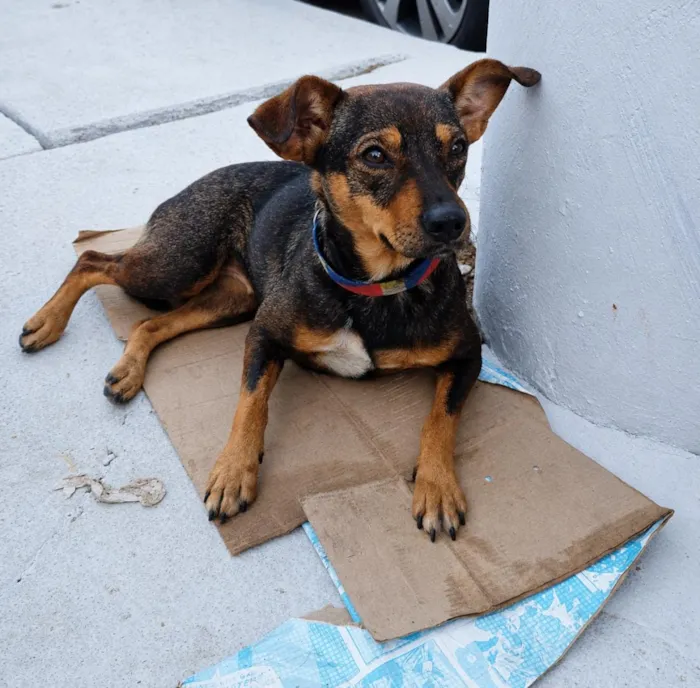 Cachorro raça SRD-ViraLata idade 1 ano nome Nina