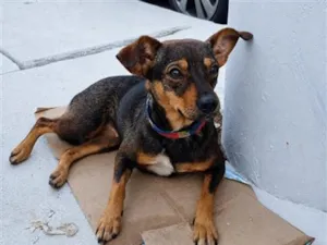 Cachorro raça SRD-ViraLata idade 1 ano nome Nina