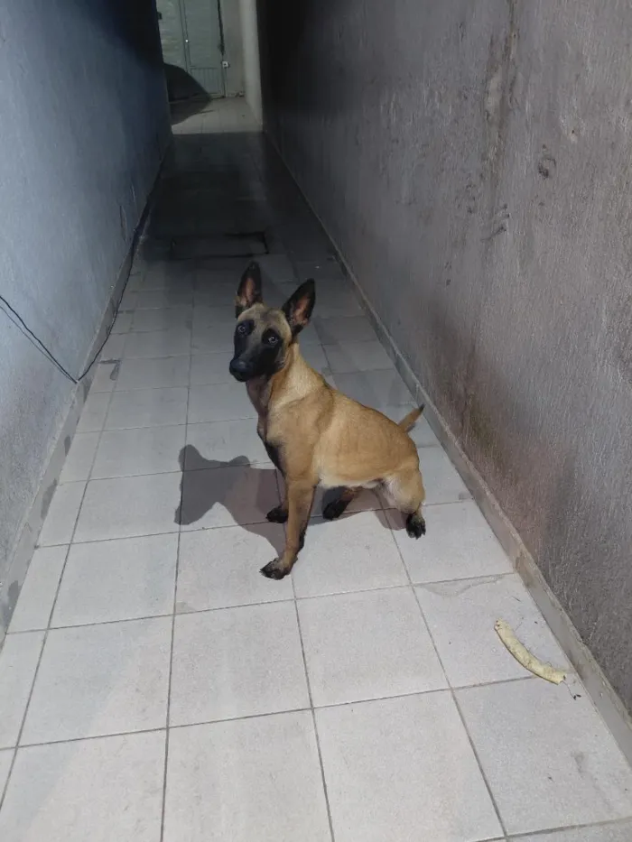 Cachorro raça Pastor Alemão idade 1 ano nome Pandora