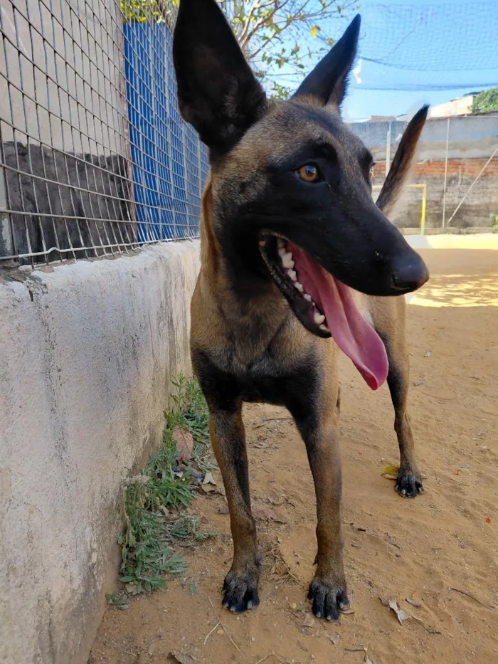 Cachorro raça Pastor Alemão idade 1 ano nome Pandora