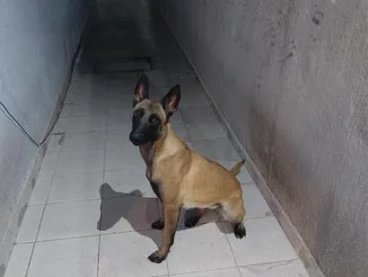 Cachorro raça Pastor Alemão idade 1 ano nome Pandora