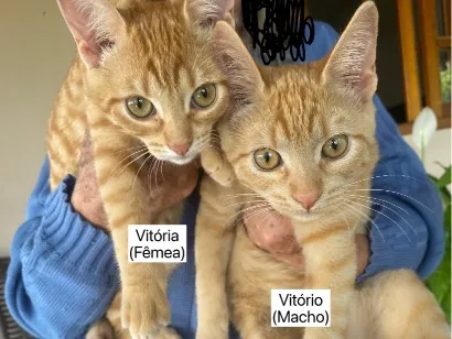 Gato raça SRD-ViraLata idade 2 a 6 meses nome Vitória e Vitório 