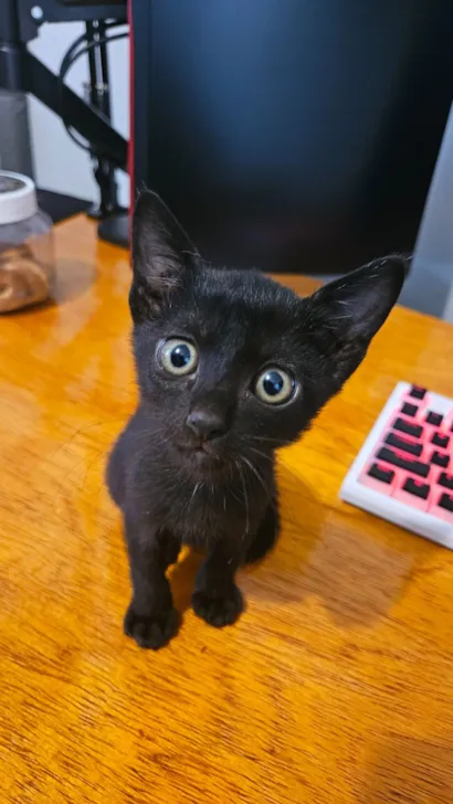 Gato raça  idade Abaixo de 2 meses nome Gatos 