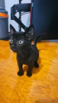 Gatos 