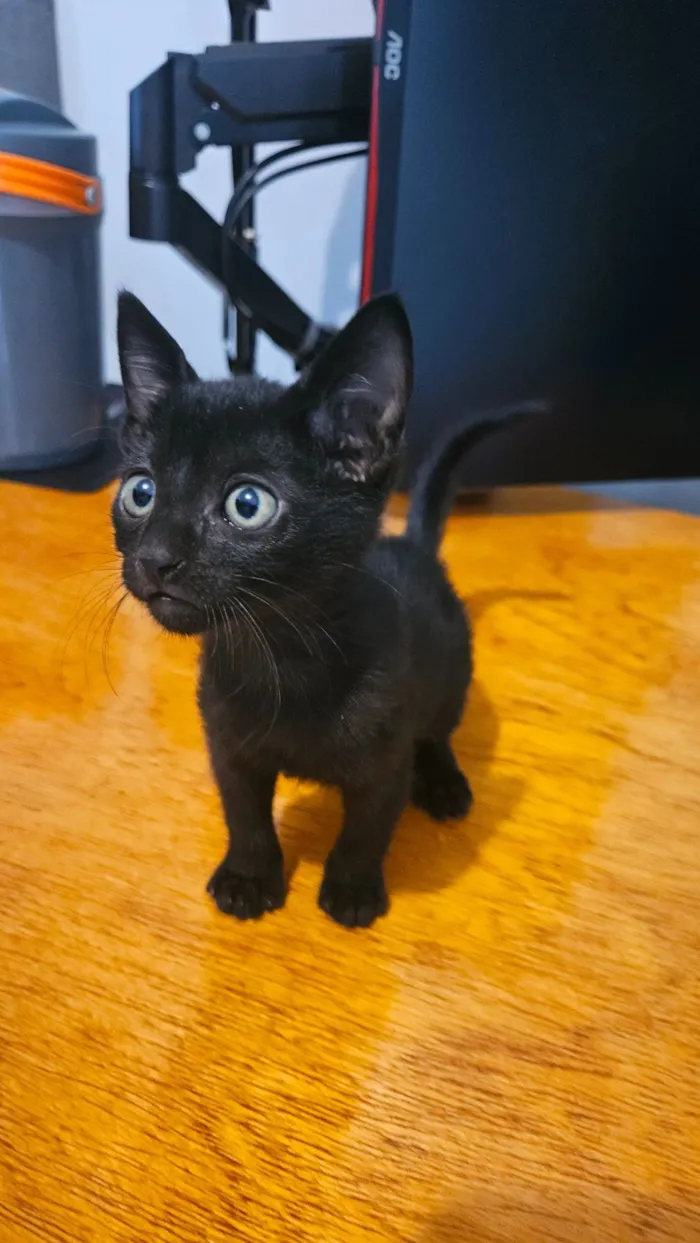 Gato raça  idade Abaixo de 2 meses nome Gatos 