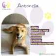 Antonella
