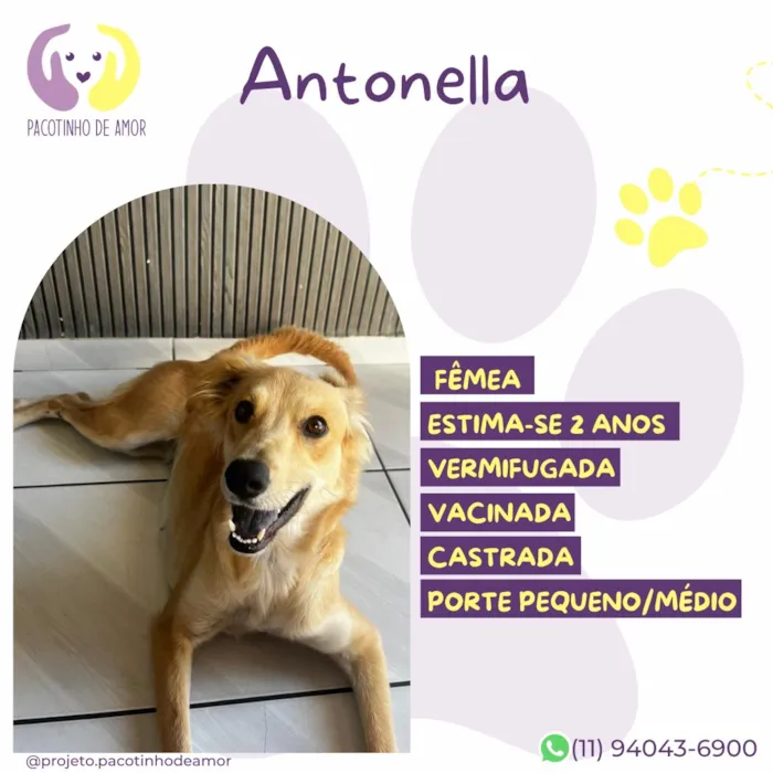 Cachorro raça SRD-ViraLata idade 2 anos nome Antonella