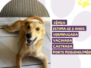 Cachorro raça SRD-ViraLata idade 2 anos nome Antonella
