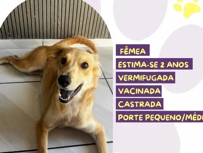 Cachorro raça SRD-ViraLata idade 2 anos nome Antonella