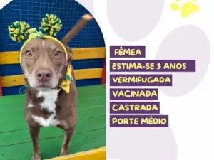 Cachorro raça SRD-ViraLata idade 3 anos nome Nutella