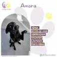 Amora