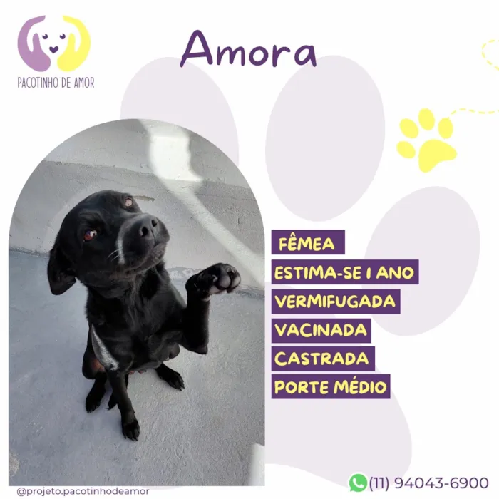Cachorro raça SRD-ViraLata idade 1 ano nome Amora