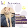 Branquinho