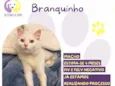 Branquinho