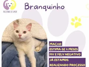 Gato raça SRD-ViraLata idade 2 a 6 meses nome Branquinho
