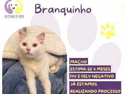 Gato raça SRD-ViraLata idade 2 a 6 meses nome Branquinho