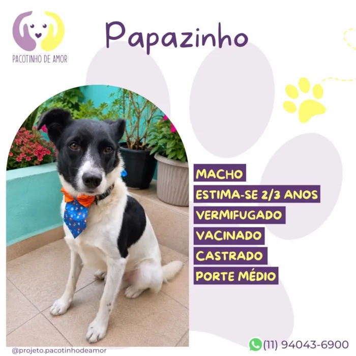 Cachorro raça SRD-ViraLata idade 2 anos nome Papazinho
