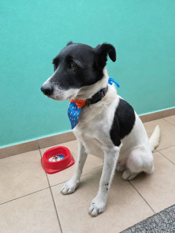Cachorro raça SRD-ViraLata idade 2 anos nome Papazinho