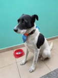Papazinho