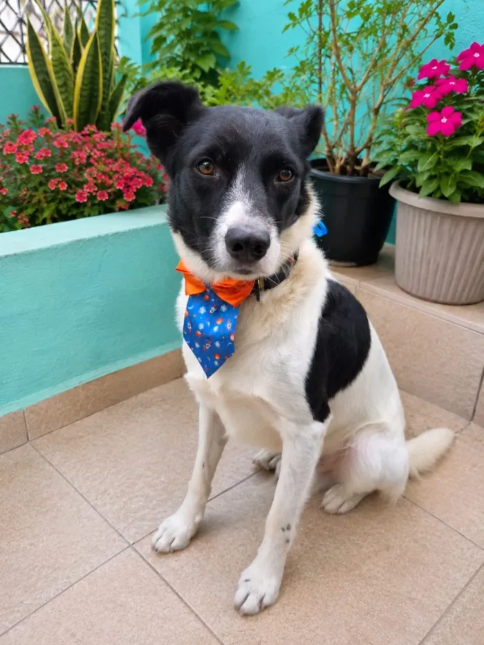 Cachorro raça SRD-ViraLata idade 2 anos nome Papazinho