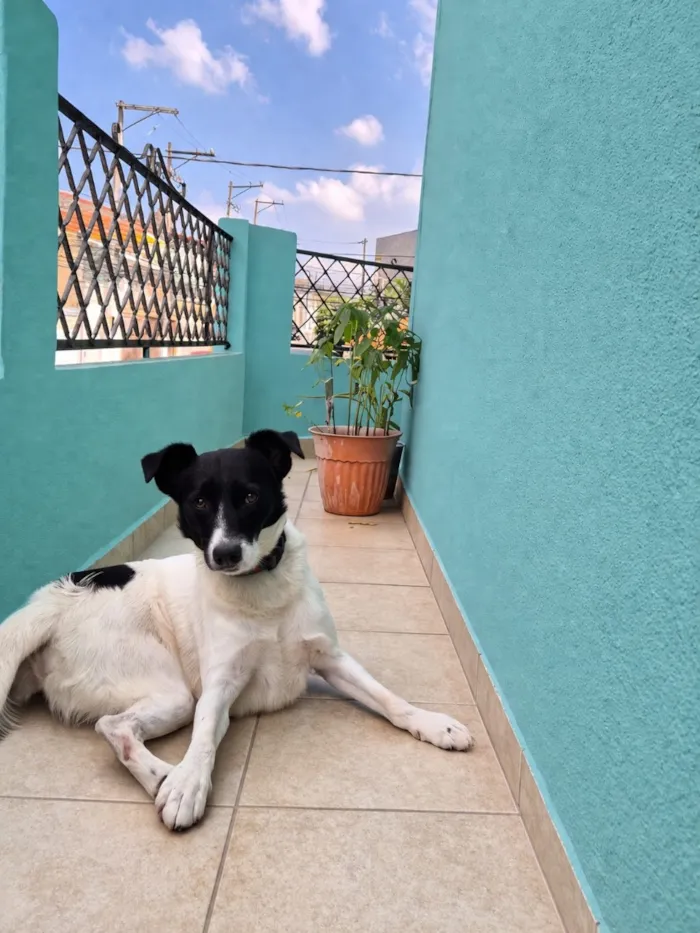 Cachorro raça SRD-ViraLata idade 2 anos nome Papazinho