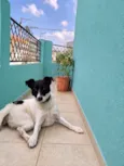 Papazinho